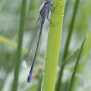 Libelle
