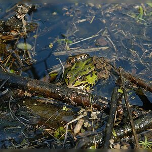 Grünfrosch
