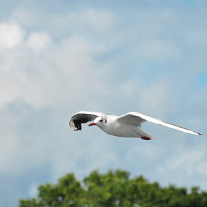 Rügen-Möwe in Sassnitz

Nikon D-5000 105mm F 5.6  1/1600