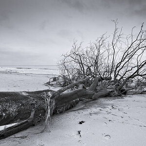 Darss Weststrand