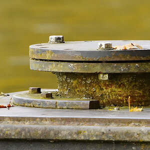 D700 Sigma 150-500 mit 2xKonv. 1000mm freihand mit OS
