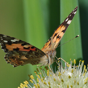 Schmetterl Mai09 52 2