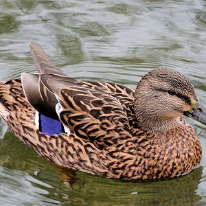 Stockente