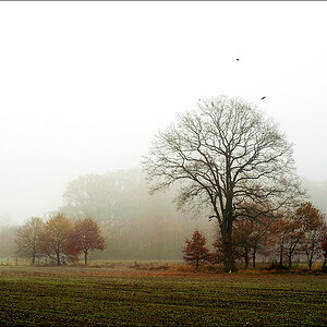 Nebel im Münsterland - 11/2009 -