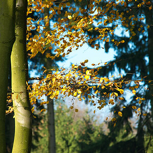 herbstzweig