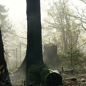 nebel im wald