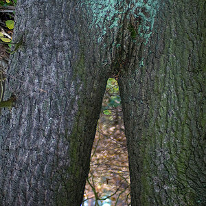 2009 11 08 DIE Eiche 2.jpg.