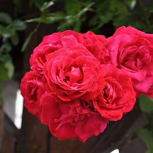 Kletterrose