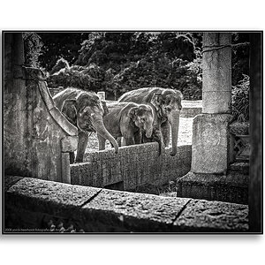 20080730_ZooHannover_0025 WEB FORUM.jpg