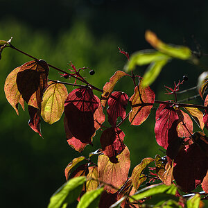 Herbst.jpg