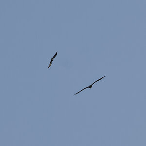 _Z500174_DxOAAxl_1.jpg