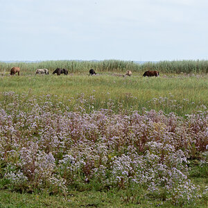 DSC_0252.JPG