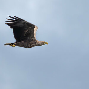 SeeadlerFlug.jpg