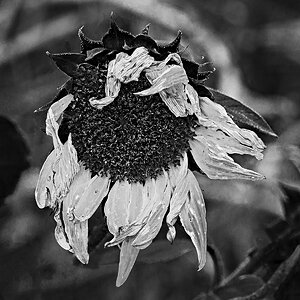 Sonnenblume.jpg