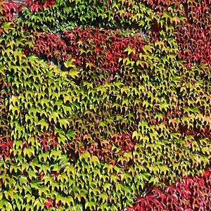 Bunte Wand.jpg