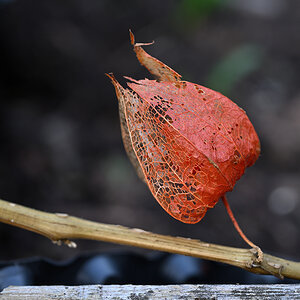 Herbst_Physalis_ZF11873.jpg