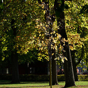 Herbst_Schillerhöhe_ZF11897.jpg