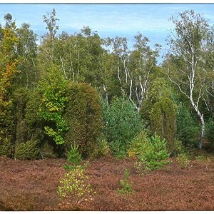 Herbst in der Heide_2.jpg