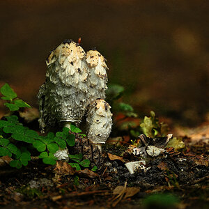 NZ9_7908_09___23_Schopftintling im Sonnenspot_IA_Stack_10_2026.jpg