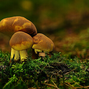 NZ9_8144_45___59_Zitronengelber Raufuß_Stack_IA_10_2026.jpg