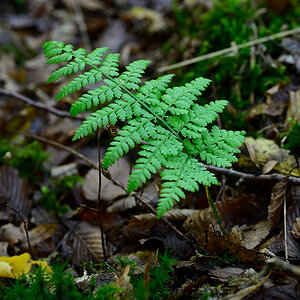Herbst_Hardtwald_Zf_ZF11969.jpg