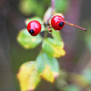2 rote Beeren.jpg