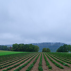 Erdbeerfeld_DSF4572_12.jpg