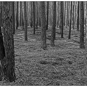 Im Kiefernwald BW.jpg
