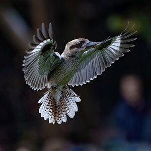 Kookaburra.jpg