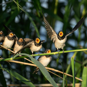 NZ9_3262_Rauchis haben Huuuuunger_IA_6_2026.jpg