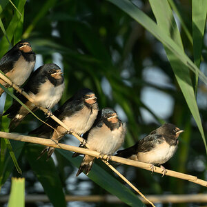 NZ9_3305_5 hungrige Jungrauchis_IA_6_2026.jpg