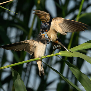 NZ9_3341_Rauchi füttert Jungvogel_IA_6_2026.jpg