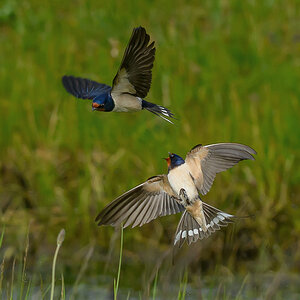 NZ9_9017_Rauchchwalben balzen_Kating_IA_5_2026.jpg
