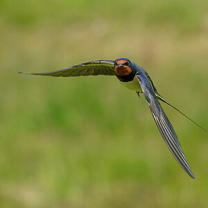 NZ9_9027_Rauchi Anflug_Kating_IA_5_2026.jpg
