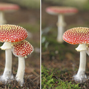 Fliegenpilze
D700 + AF-S 50/1.4 + SB900 von hinten links