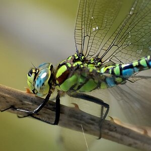Aeshna cyanea
"Grüne Moosjungfer"