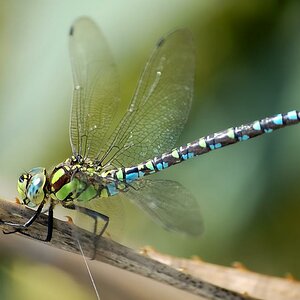 Aeshna cyanea
"Grüne Moosjungfer"