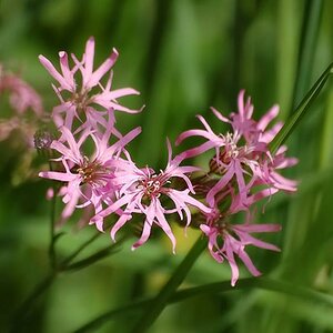 Lichtnelke 
Aufgenommen im Steinauer Naturschutzgebiet