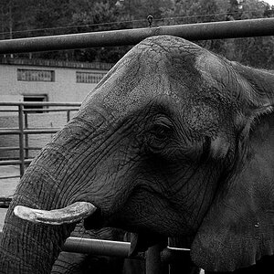 Elephanten sind echt imposant 2