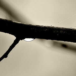 Tropfen im Nebel - 11/2009 -