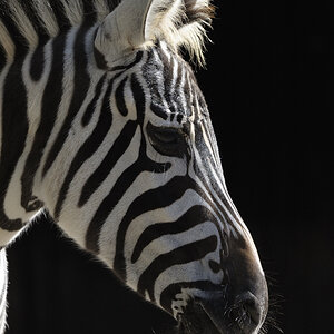 Zebra ISO1375