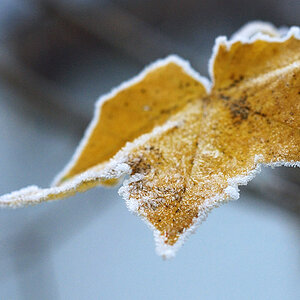 Eisblatt