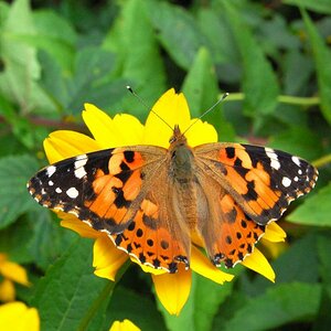 Schmetterling im Ökowerk