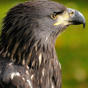 Adler