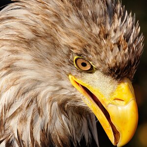 Weisskopfseeadler
