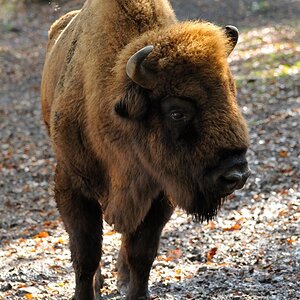 Bison