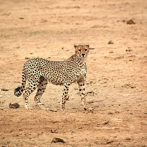 Gepard