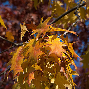 200910251523 - Herbstlaub