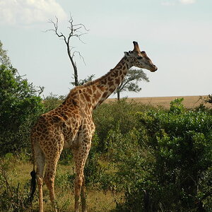 Massai Giraffe