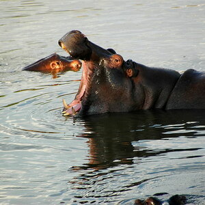 Flusspferd